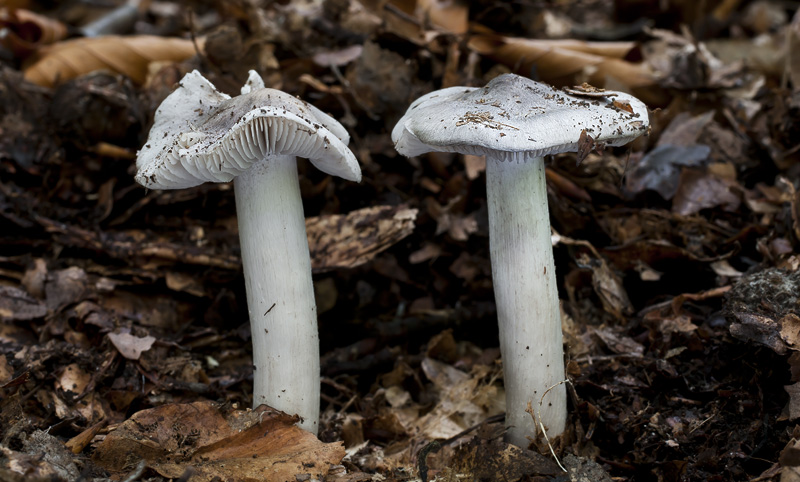 Tricholoma sciodes